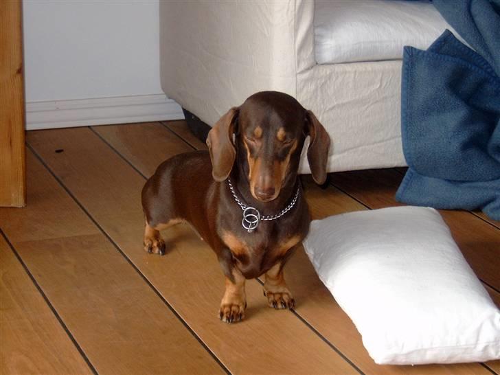 Gravhund Løvehjerte Peggy sue - peggy billede 4