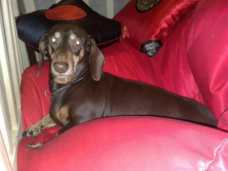 Gravhund Løvehjerte Peggy sue - fy peggy der må du jo ik lægge:D<3 billede 6