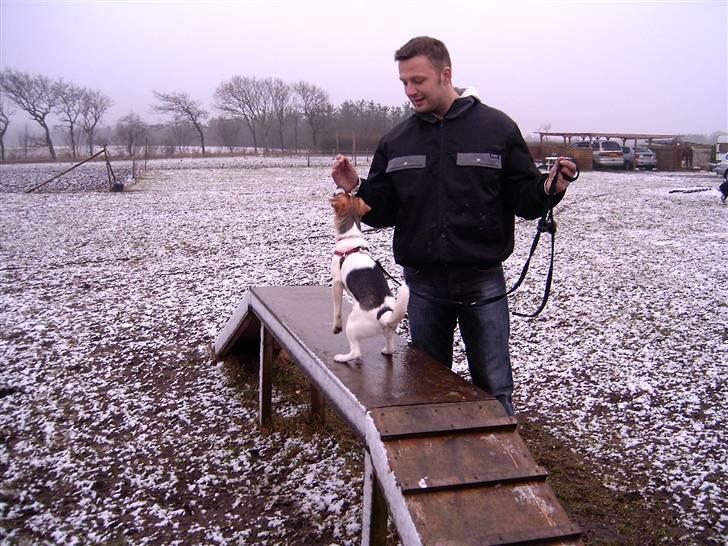 Dansk svensk gaardhund Cika R.I.P. - Til hvalpetræning. billede 8