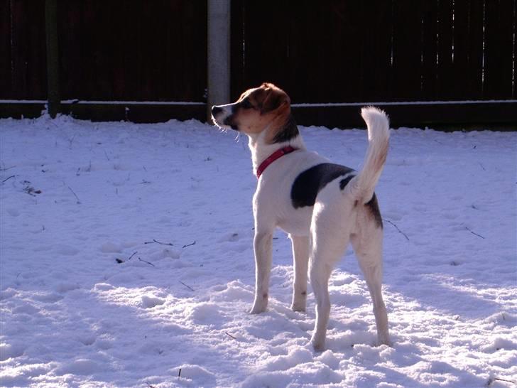 Dansk svensk gaardhund Cika R.I.P. - Cika har fået øje på en fugl :) billede 9