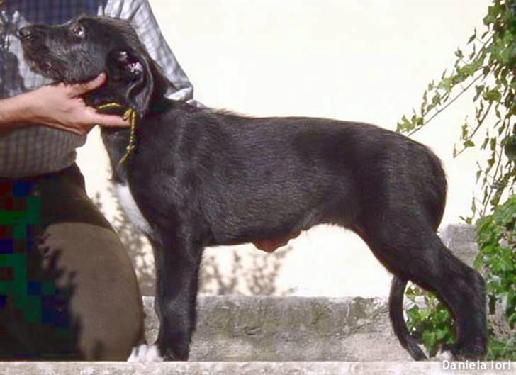 Irsk ulvehund Mahi <3 - Mahi pigen, kun 9 uger gammel <3 billede 10