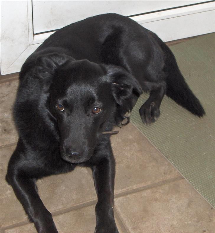 Blanding af racer Lady - Lady slapper af billede 10