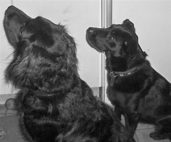 Blanding af racer Lady - Lady og Rico i sort hvit billede 11