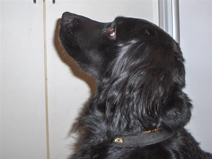 Blanding af racer Rico - Rico venter på mad billede 12