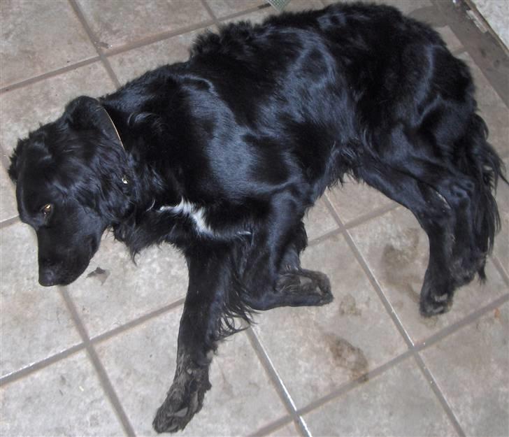 Blanding af racer Rico - Så slappes der af billede 13