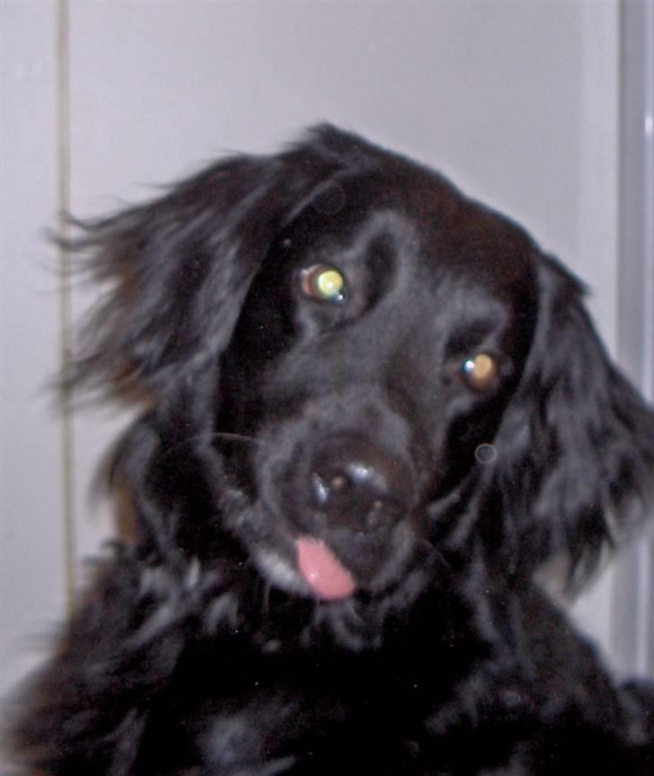 Blanding af racer Rico - Nu gider jeg altså ikke stå model billede 14