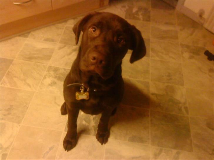 Blanding af racer bamse - Nu. (7md) billede 1