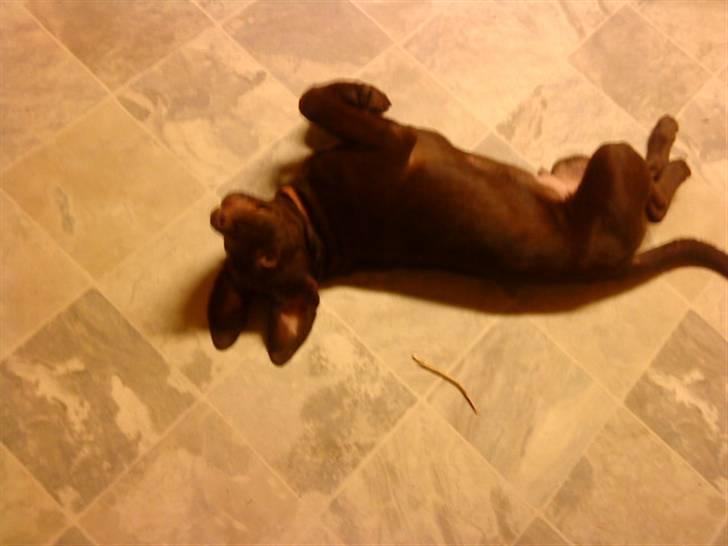 Blanding af racer bamse billede 2