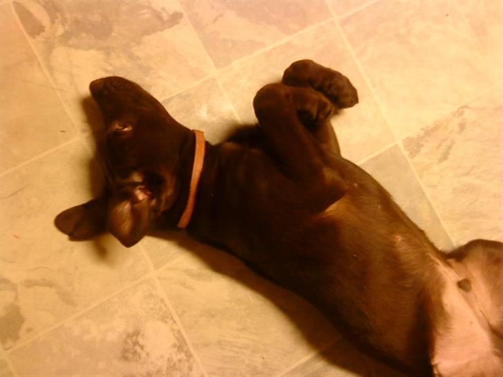 Blanding af racer bamse billede 3