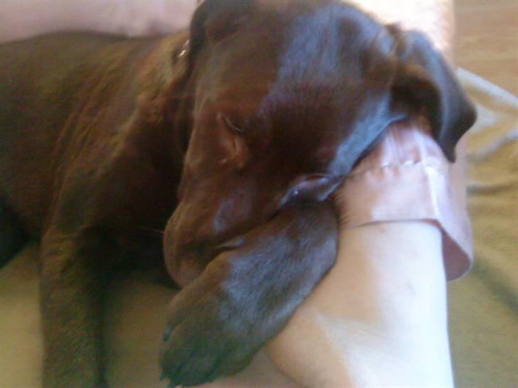 Blanding af racer bamse - 8 uger gammel, og nårh hvor er man træt. billede 4