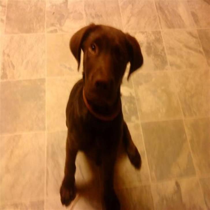 Blanding af racer bamse billede 5