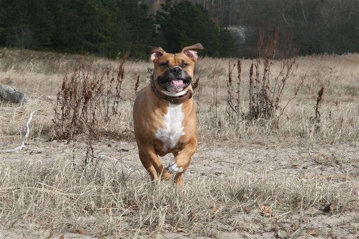 Blanding af racer Lola billede 19