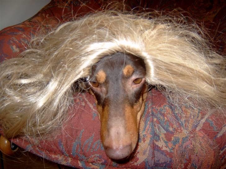 Gravhund Løvehjerte Peggy sue - HAHAHAHAHA. Peggy er Nice . ( Peggy Langt hår!!!!!!!!!!):D<3 billede 7