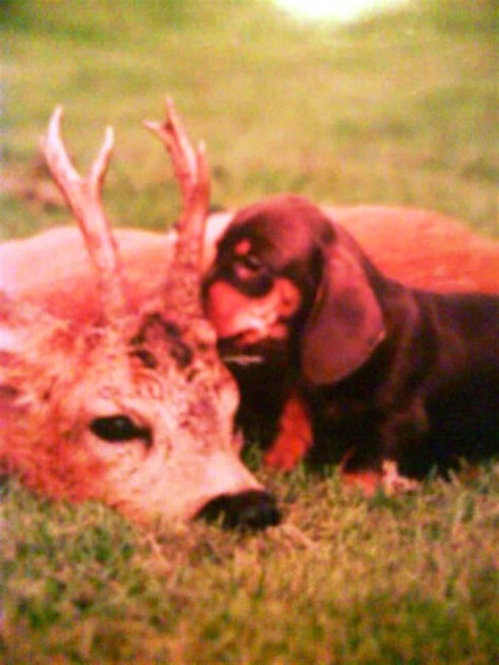 Gravhund Løvehjerte Peggy sue - Peggy som unge billede 8