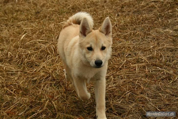 Norsk buhund Akita *Himmel hund* - Jeg falder lidt i med omgivelserne billede 3