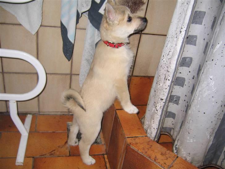 Norsk buhund Akita *Himmel hund* - Hvad laver du der inde billede 4