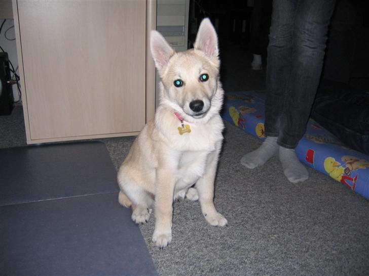 Norsk buhund Akita *Himmel hund* - ja ja tag nu det billed så jeg kan komnme videre. billede 6