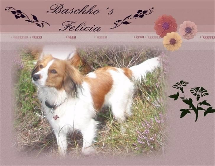 Kooikerhondje Baschko`s Felicia - felicia i lille vildmose billede 18