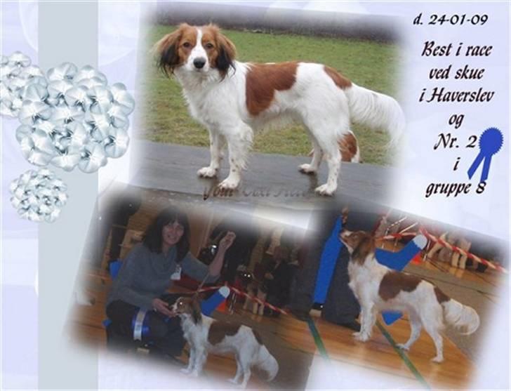 Kooikerhondje Baschko`s Felicia - felicia til skue billede 19