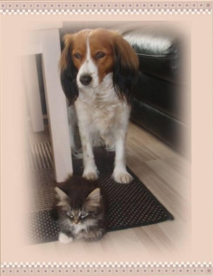 Kooikerhondje Baschko`s Felicia - her er hendes mor og afdøde bimmer billede 20