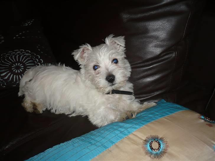 West highland white terrier Coco<3 - Hej hej allesammen:D  billede 1