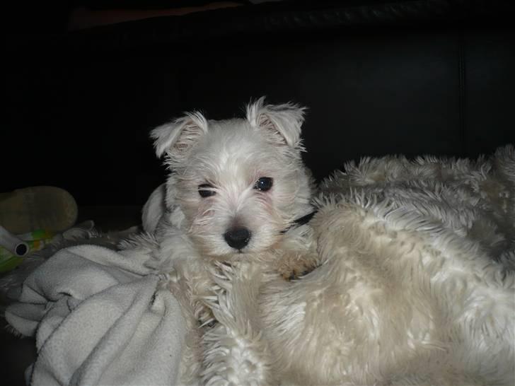West highland white terrier Coco<3 - Kan i finde mig i tæppet? Vi linger jo hinanden:D billede 2