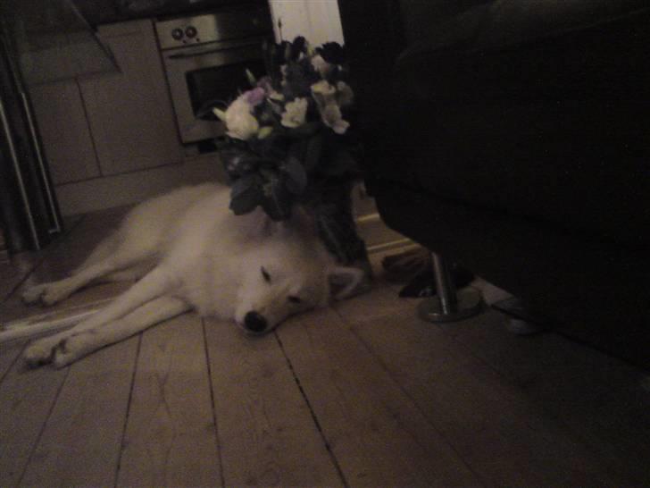 Blanding af racer dansk spids og samojede billede 10