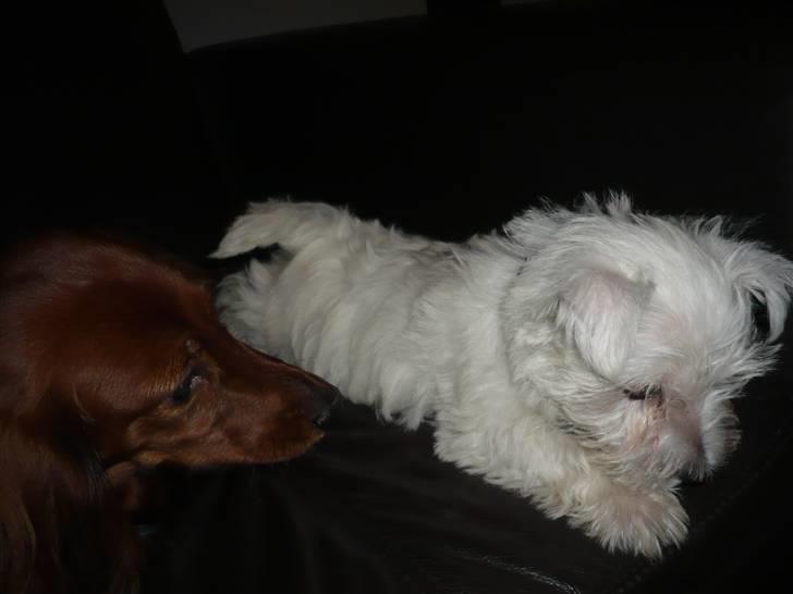 West highland white terrier Coco<3 - Årh, det er dejligt med en tur sammen med "mor" (; billede 3