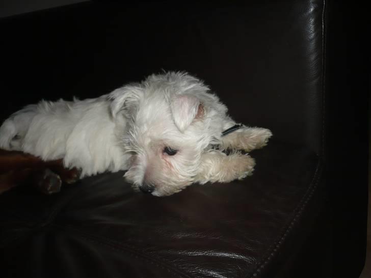 West highland white terrier Coco<3 - Jeg skal se det hele! billede 4