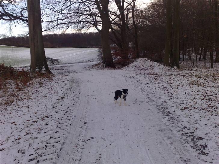 Border collie Zako  billede 11