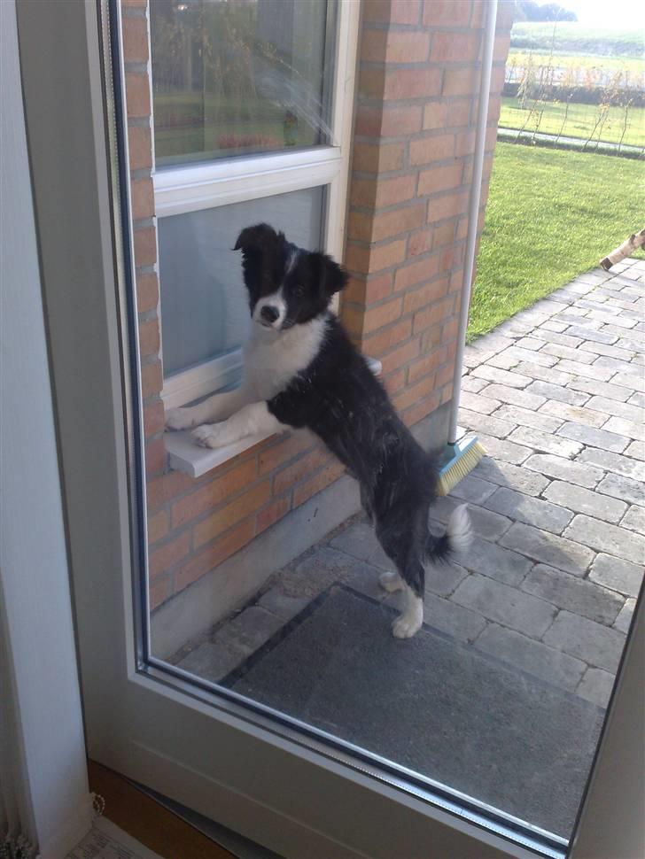 Border collie Zako  billede 12