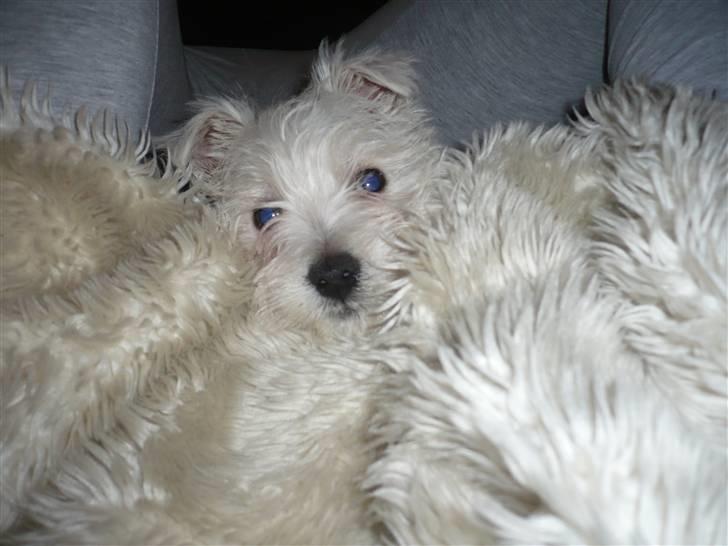 West highland white terrier Coco<3 - Er jeg ikke smuk? :) billede 5