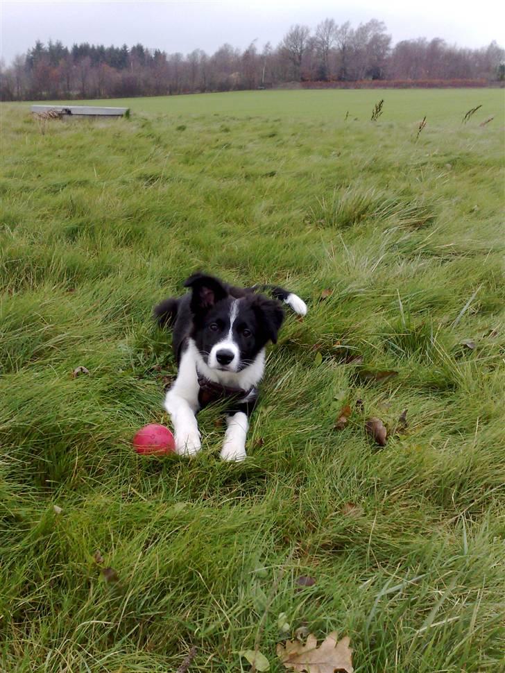 Border collie Zako  billede 13
