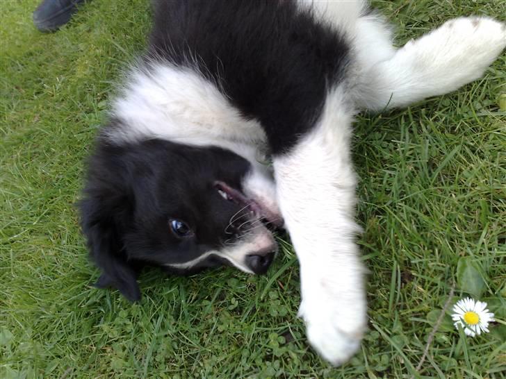 Border collie Zako  billede 14