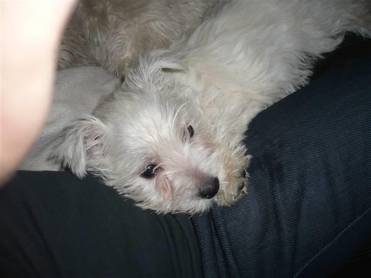 West highland white terrier Coco<3 - Træt!? (; billede 6