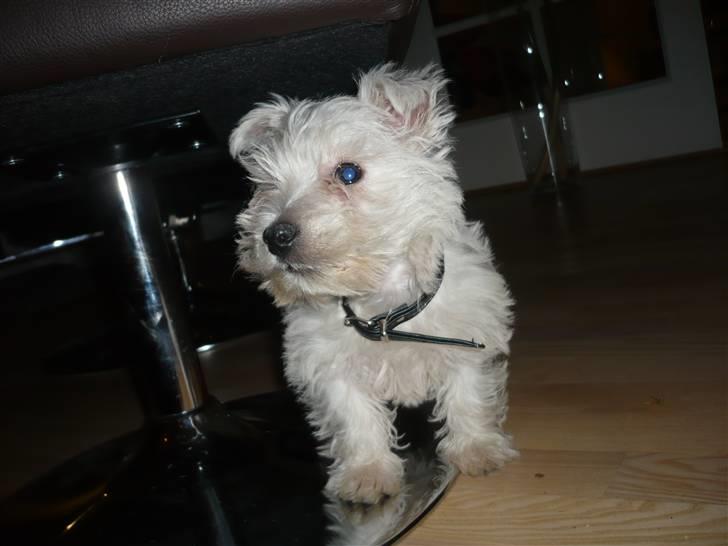 West highland white terrier Coco<3 - Uhh.. På udflugt i mit nye hjem.. billede 7