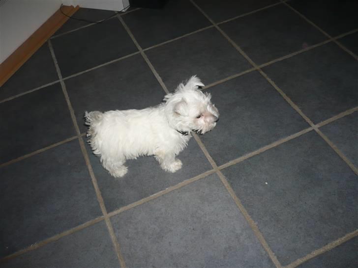 West highland white terrier Coco<3 - Lille mig:* billede 8