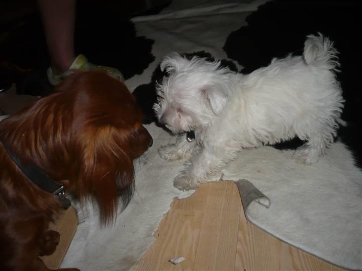 West highland white terrier Coco<3 - Ihhj hvad er du mon for en? :D:D billede 9