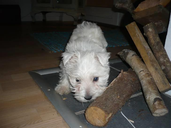 West highland white terrier Coco<3 - Må jeg bide i det? Moaar billede 10
