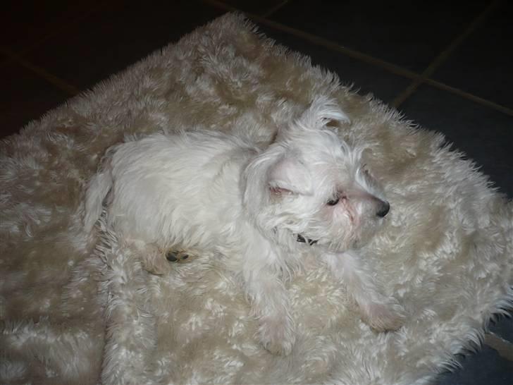 West highland white terrier Coco<3 - Nu vil jeg altså sove:D billede 11