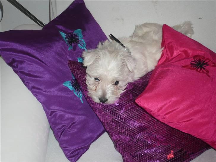 West highland white terrier Coco<3 - Husk nu lige at kommenter mig allesammen? :) billede 12