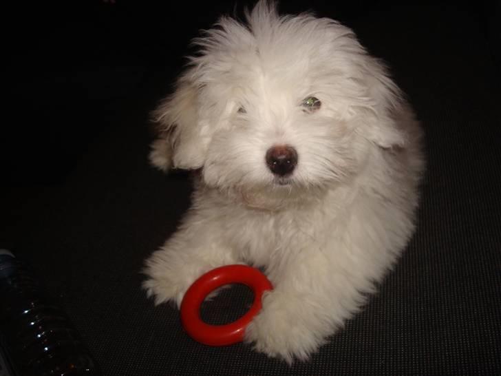 Coton de tulear Malou billede 1
