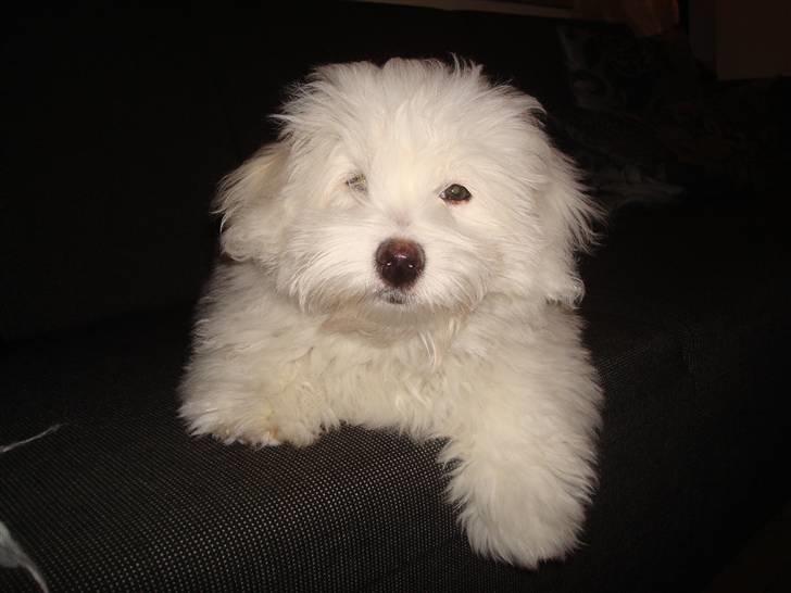 Coton de tulear Malou billede 2