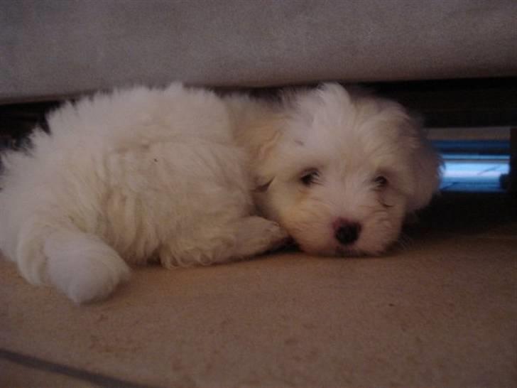 Coton de tulear Malou billede 3