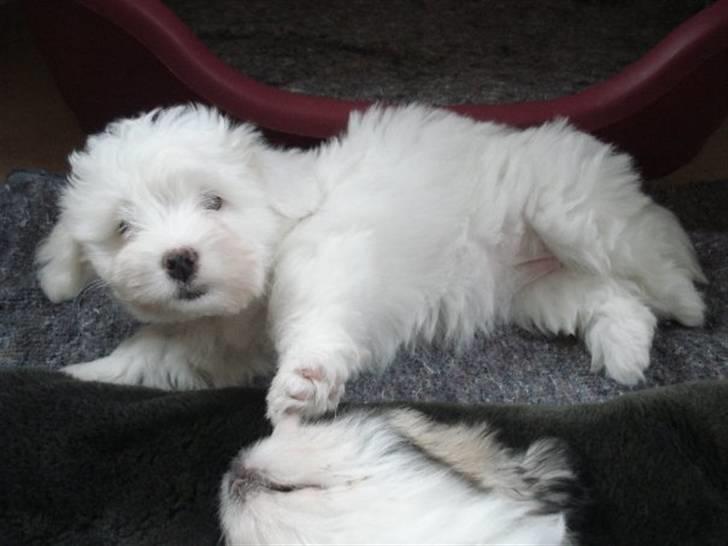 Coton de tulear Malou billede 4