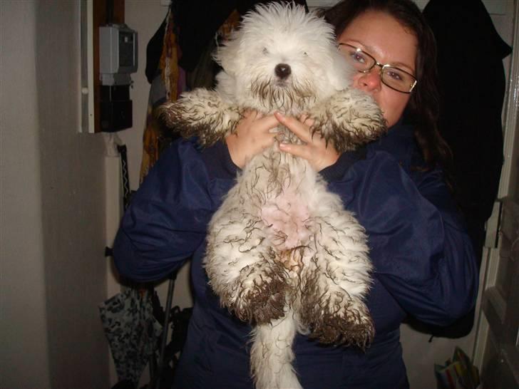 Coton de tulear Malou billede 5