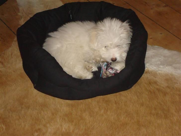 Coton de tulear Malou billede 6