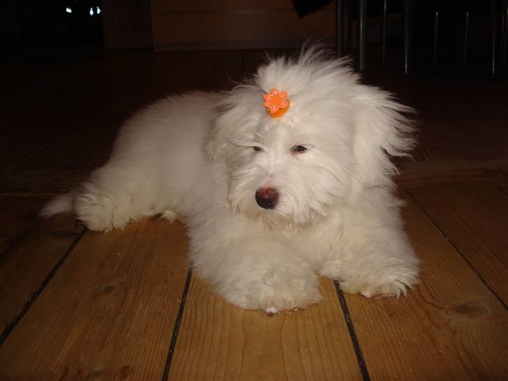 Coton de tulear Malou billede 7
