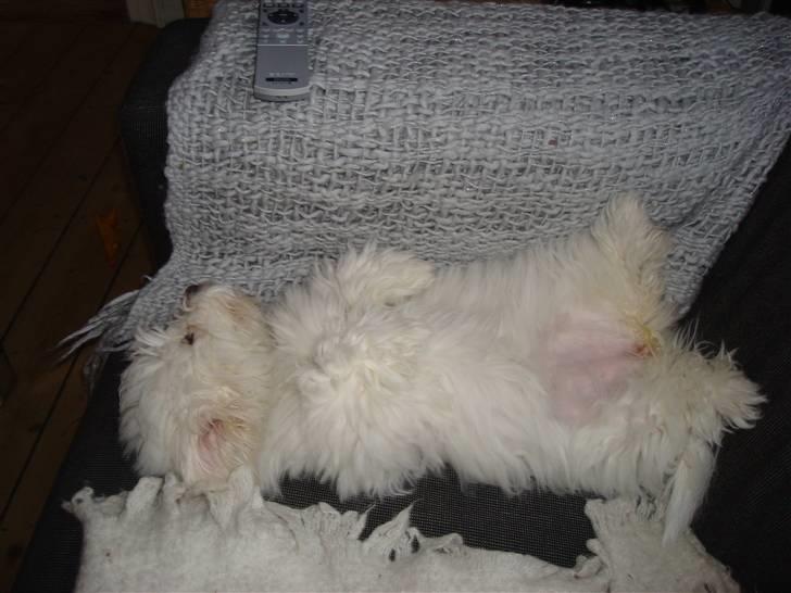 Coton de tulear Malou billede 8