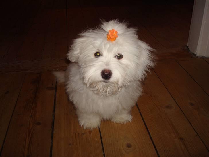 Coton de tulear Malou billede 9